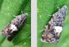 Epiblema sp.